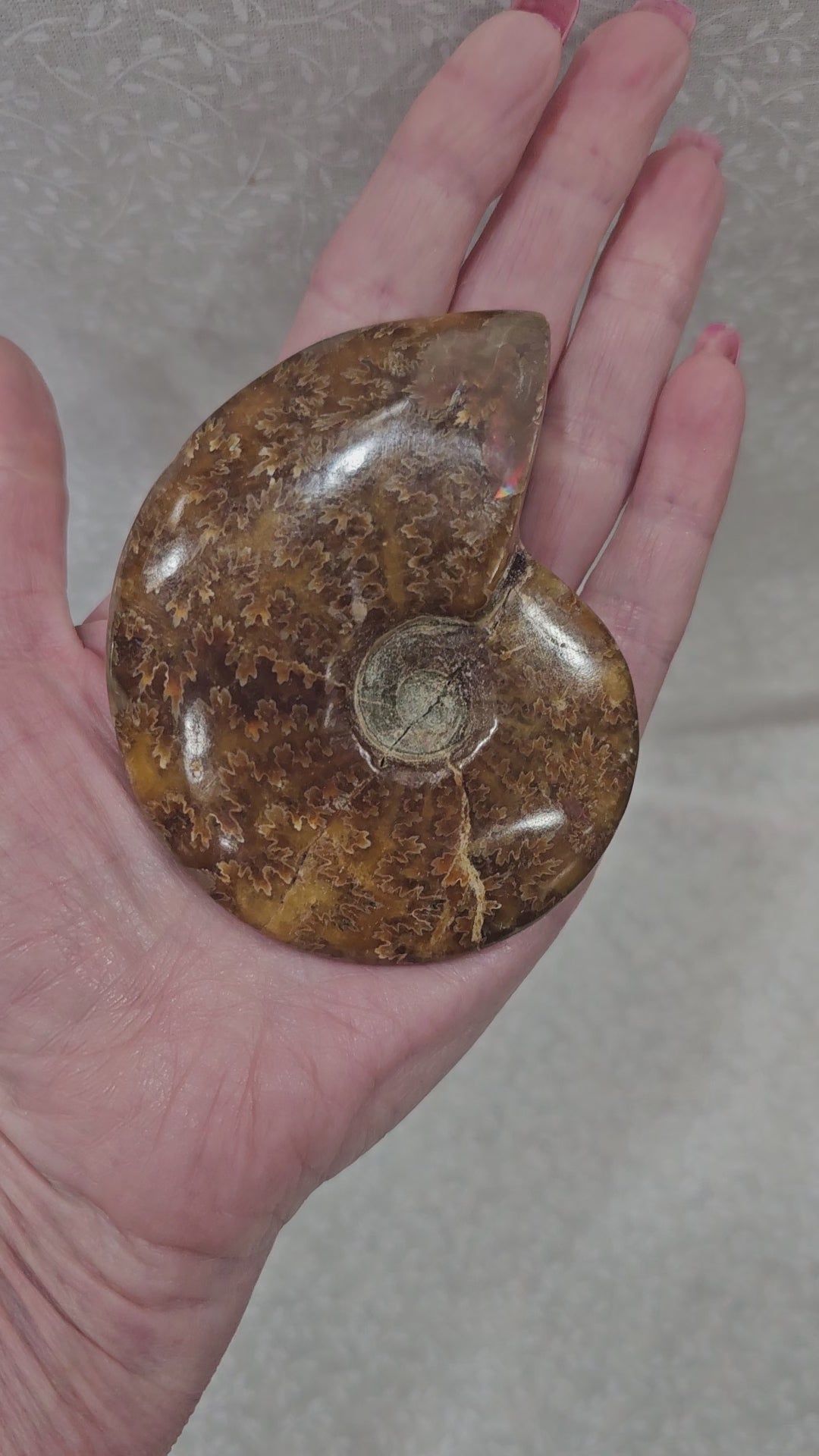 Ammonite