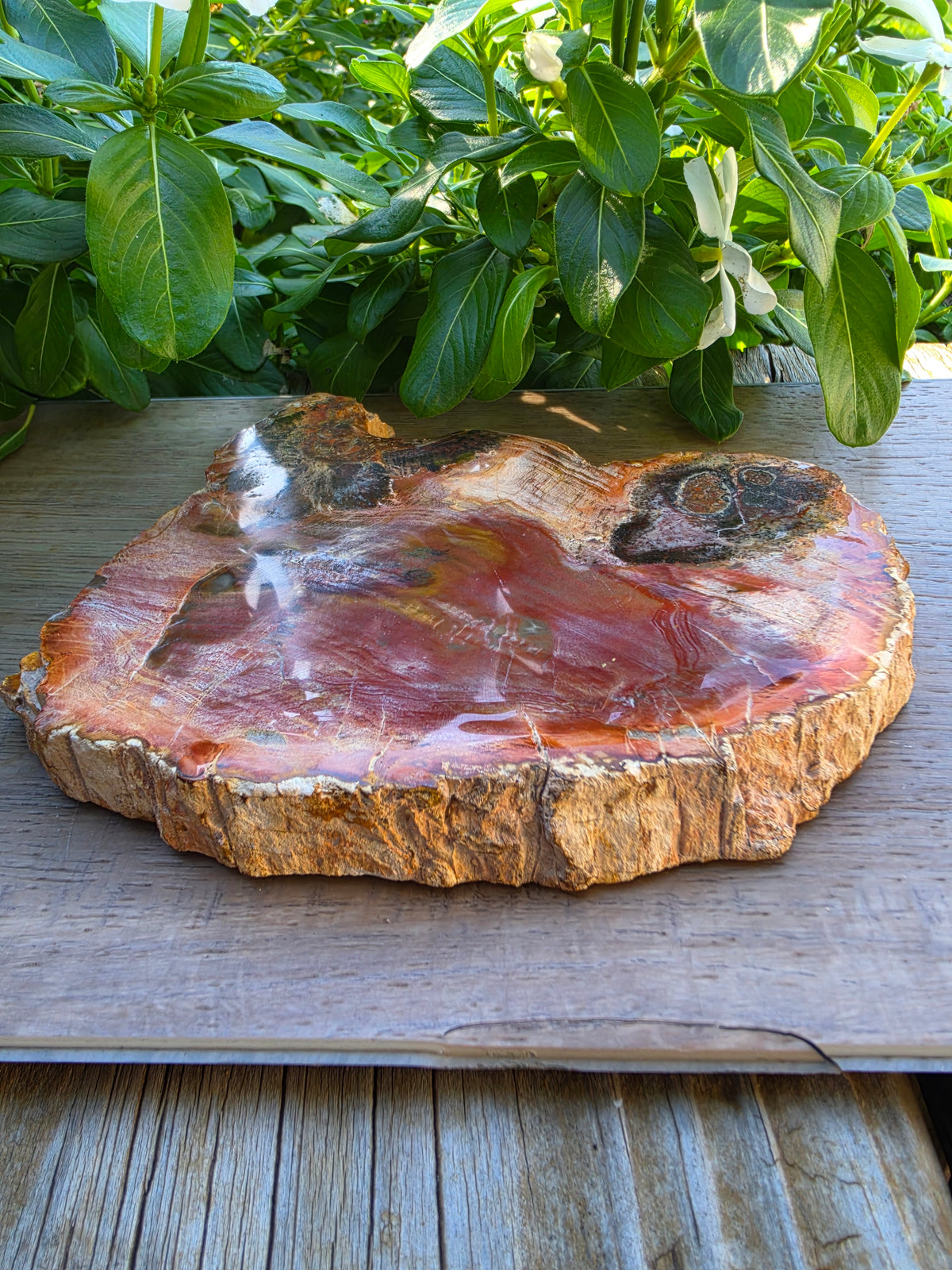 Petrified Wood Crystal Slab – Approx. 5.5" × 4.5"