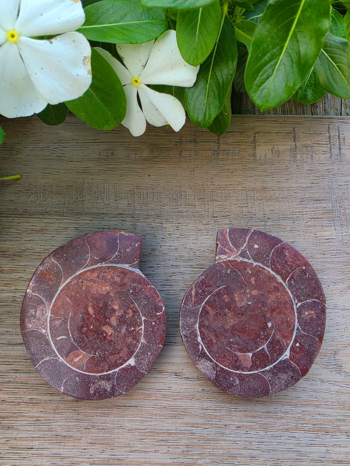 Ammonite Fossil