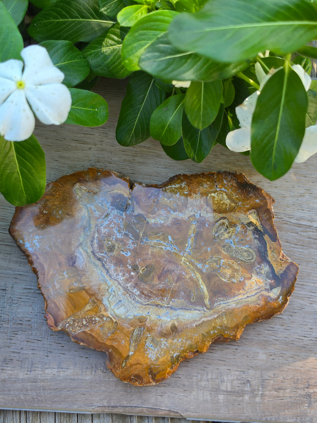 Petrified Wood Crystal Slab
