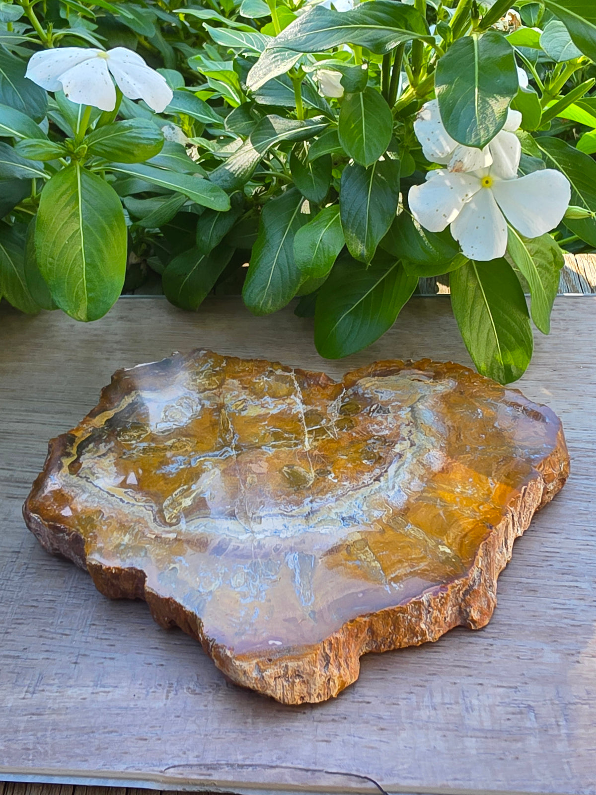 Petrified Wood Crystal Slab