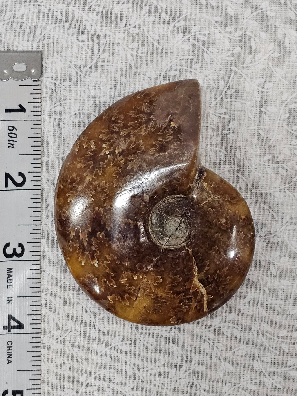Ammonite