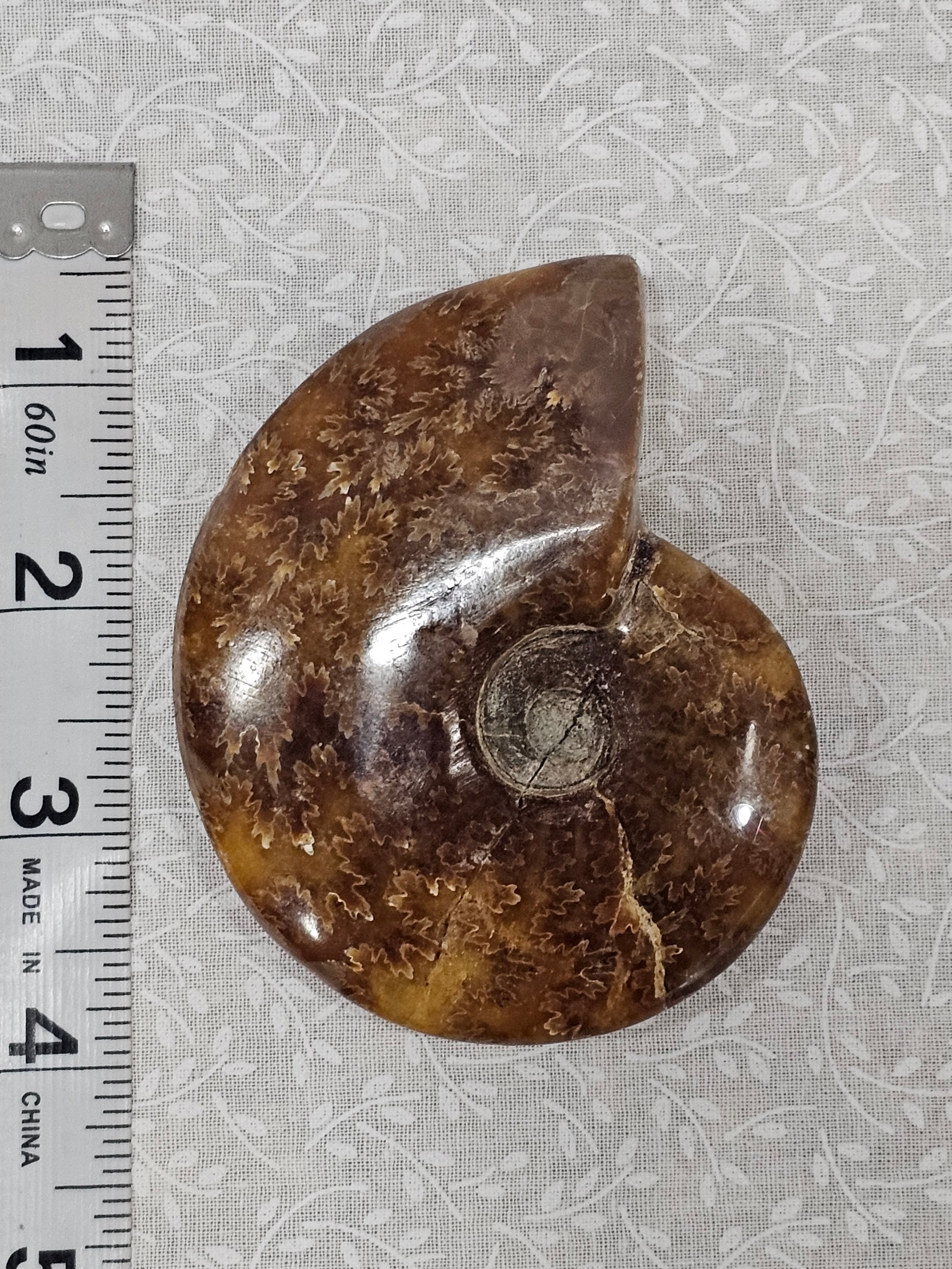Ammonite