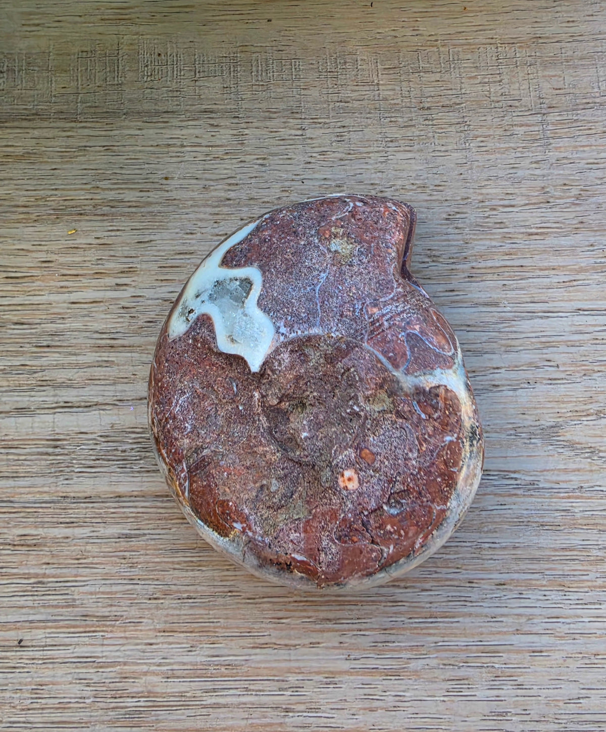 Ammonite Fossil, Approximately 2.5" Tall x 2" Wide