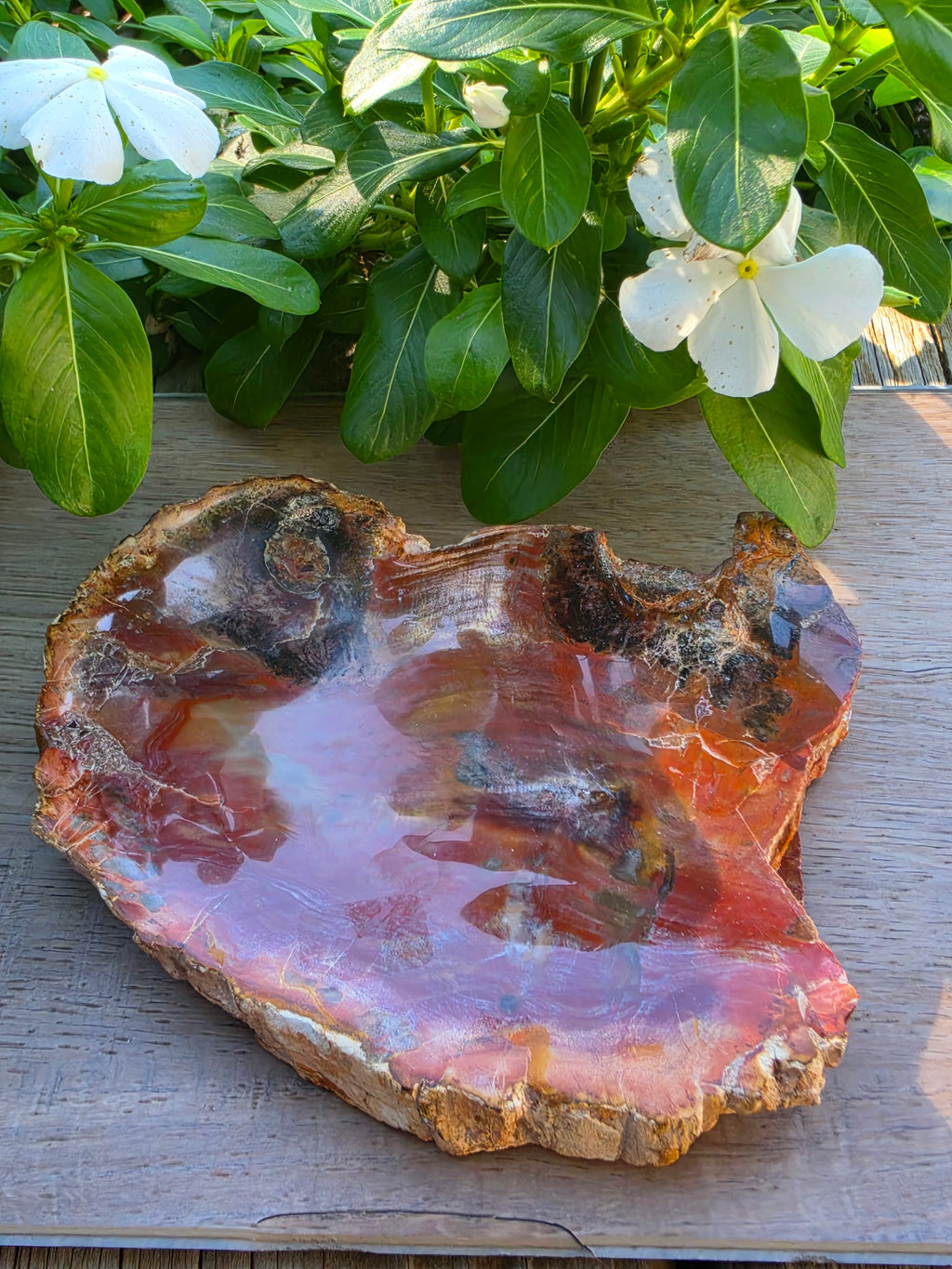 Petrified Wood Crystal Slab – Approx. 5.5" × 4.5"