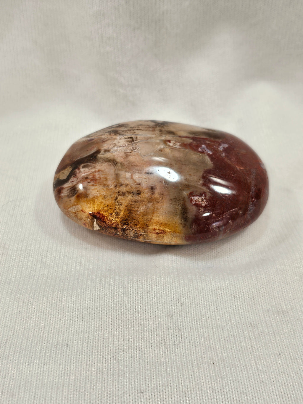 Petrified Wood Crystal Palm Stone
