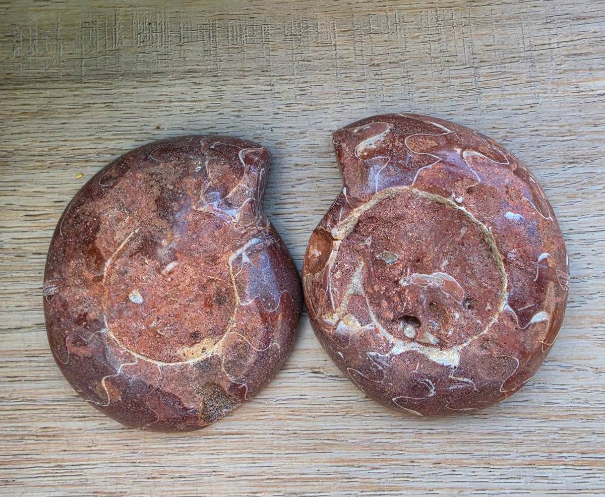 Ammonite Fossil