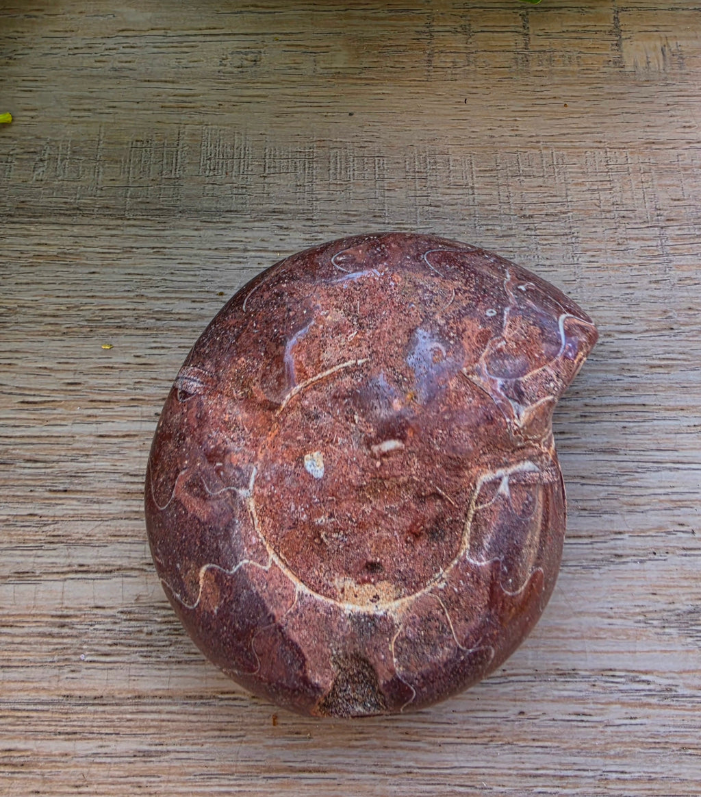 Ammonite Fossil