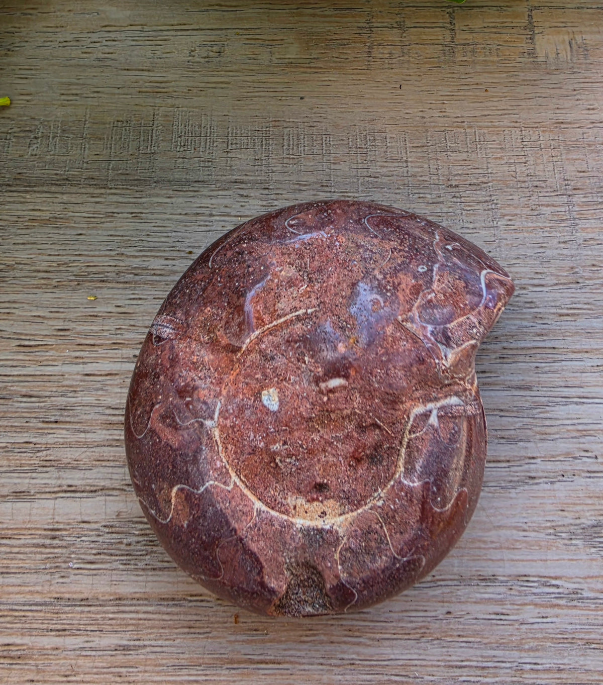 Ammonite Fossil