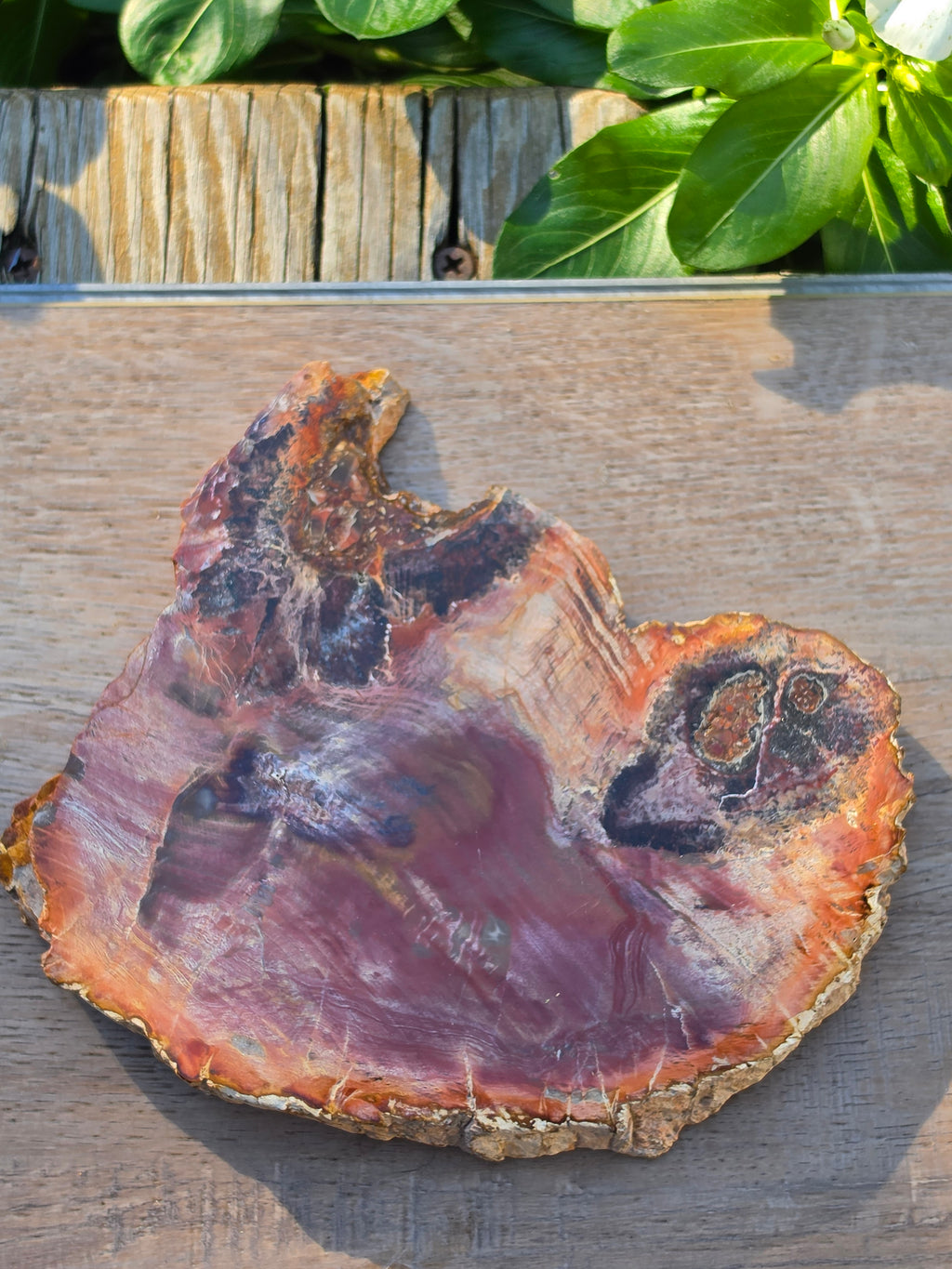 Petrified Wood Crystal Slab – Approx. 5.5" × 4.5"