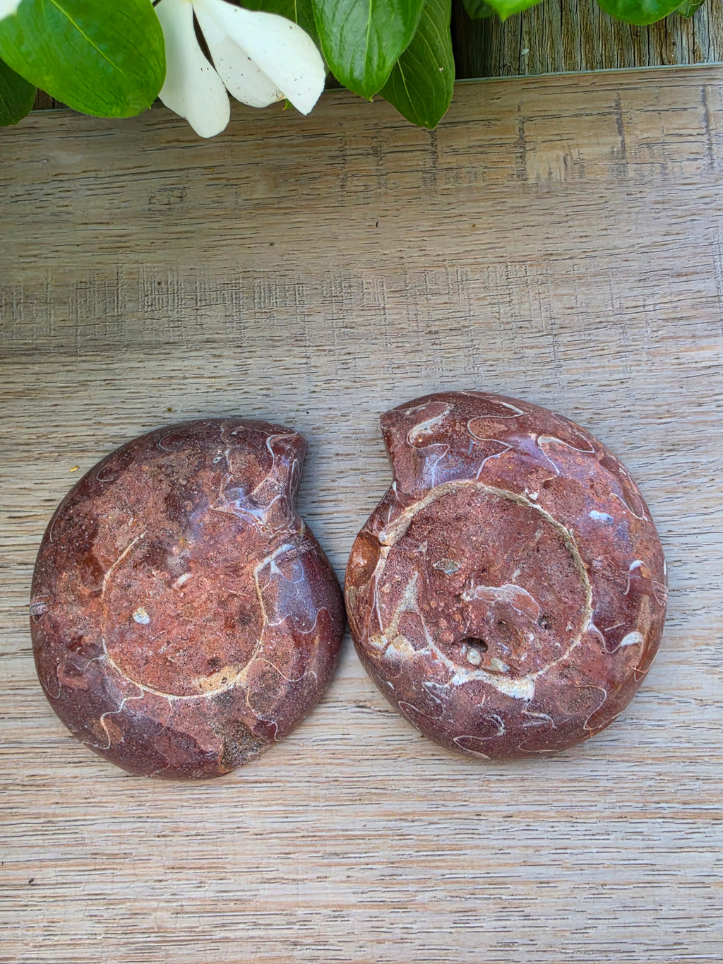 Ammonite Fossil