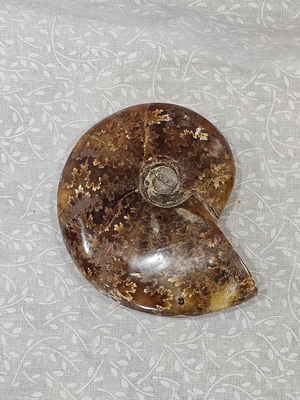 Ammonite