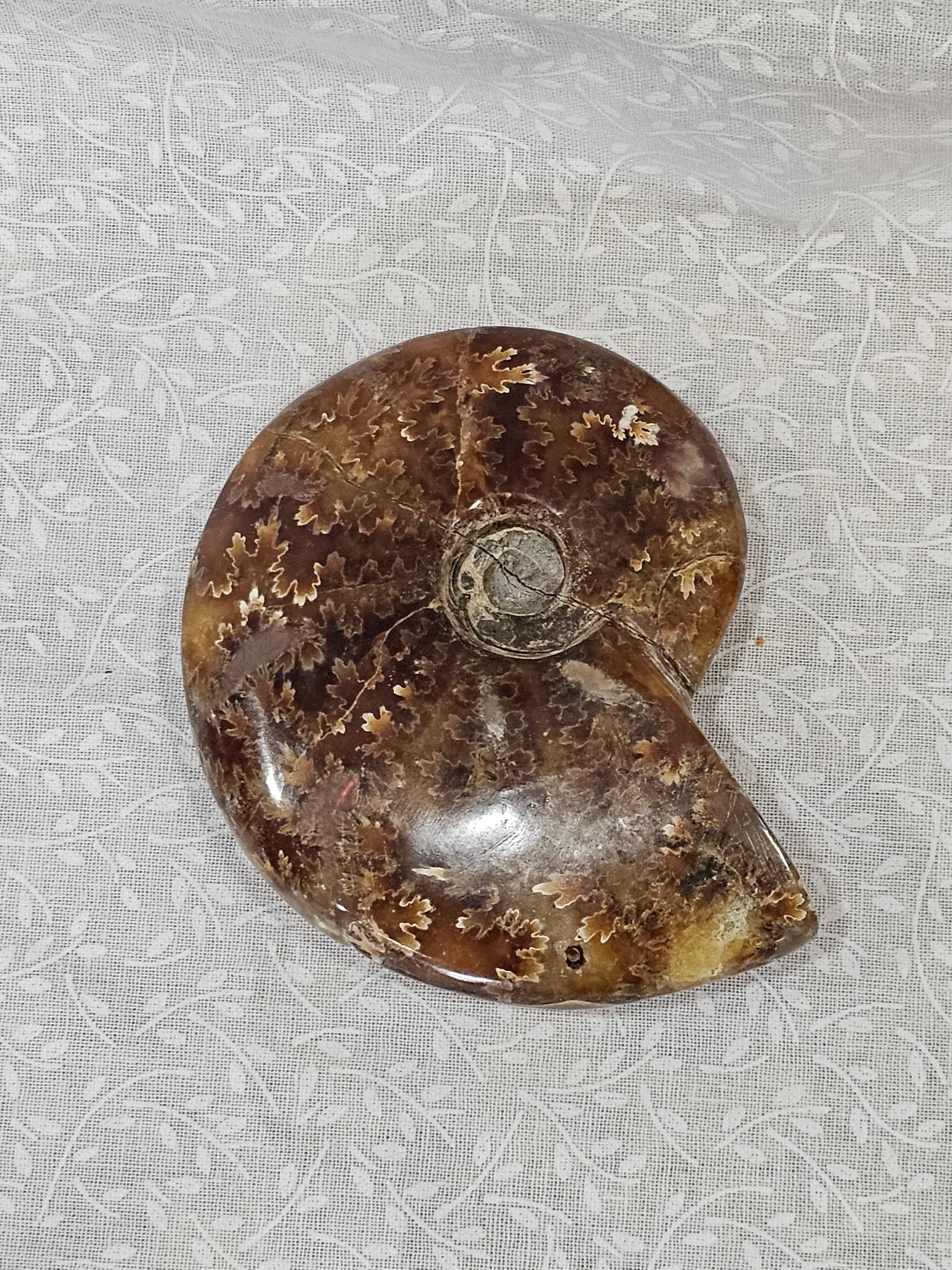 Ammonite
