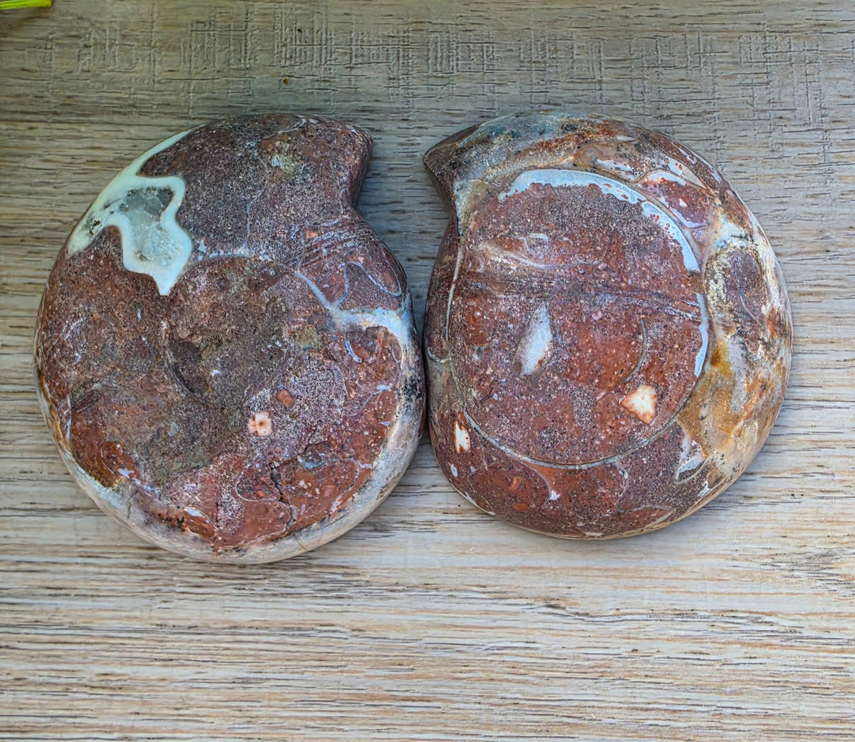 Ammonite Fossil, Approximately 2.5" Tall x 2" Wide