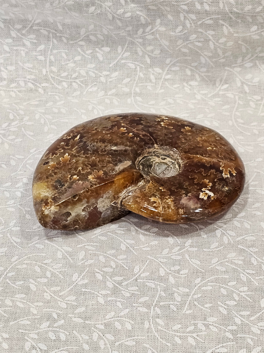 Ammonite