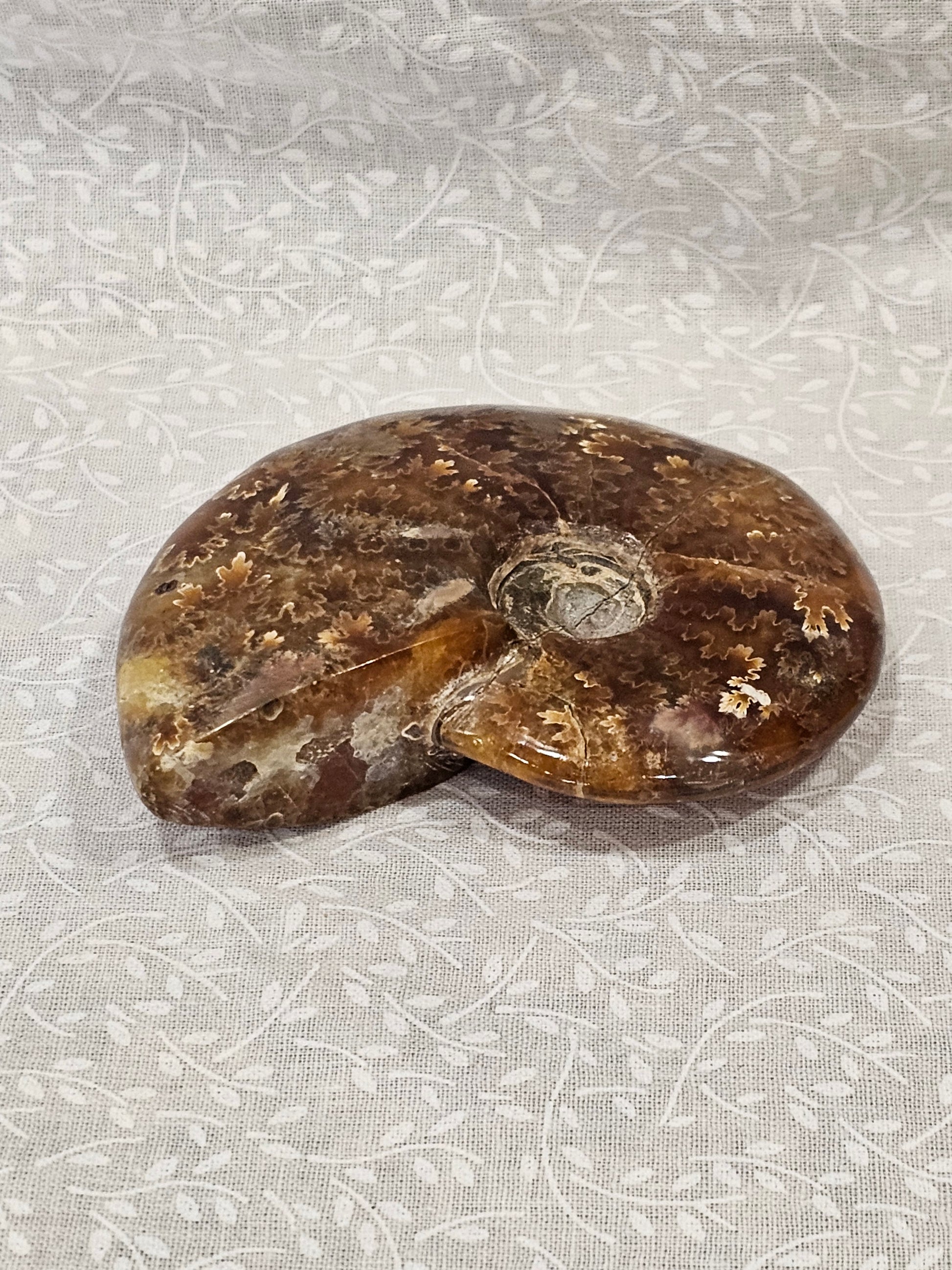 Ammonite