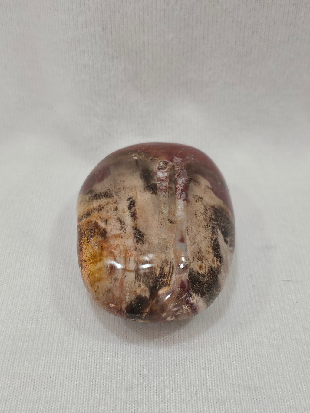 Petrified Wood Crystal Palm Stone