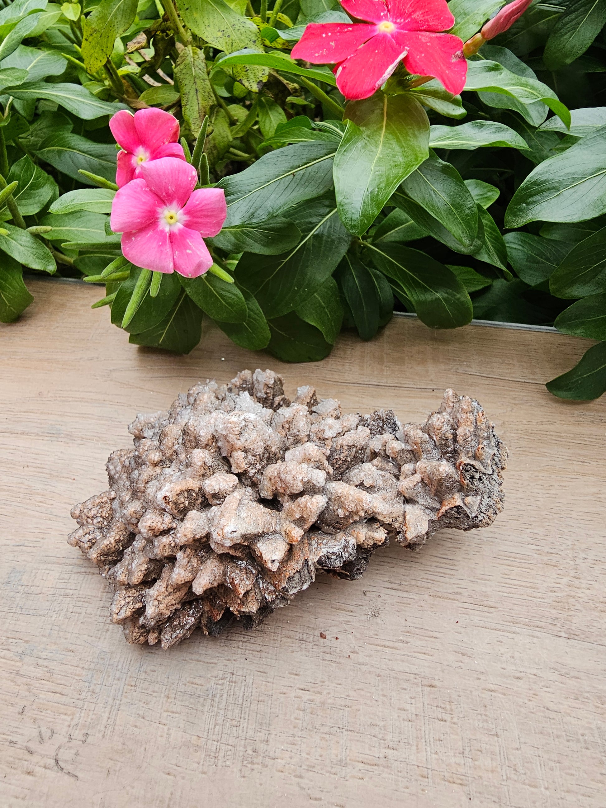 Dog Tooth Calcite with Selenite Raw Crystal Cluster - 4.5" Specimen
