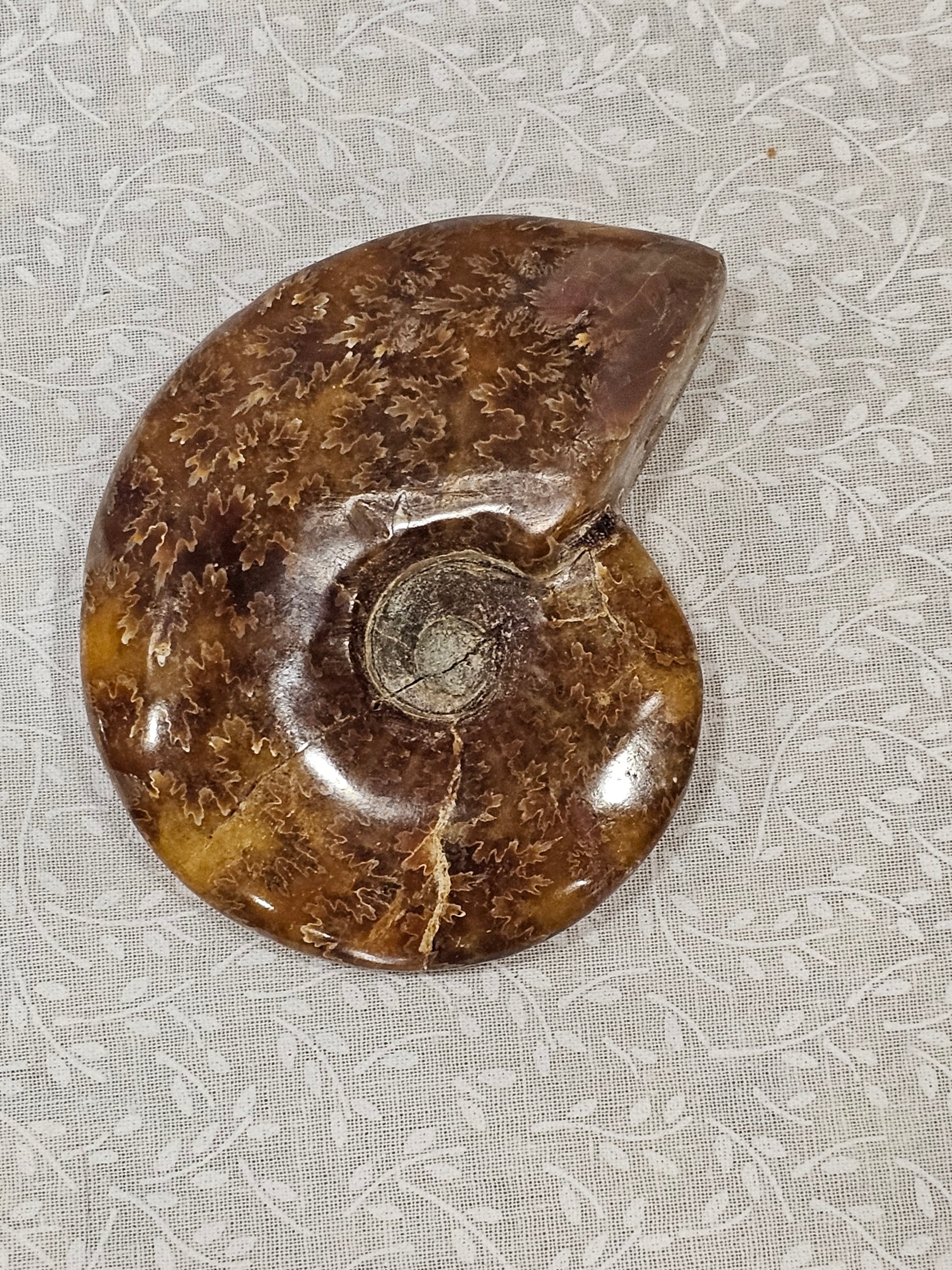 Ammonite