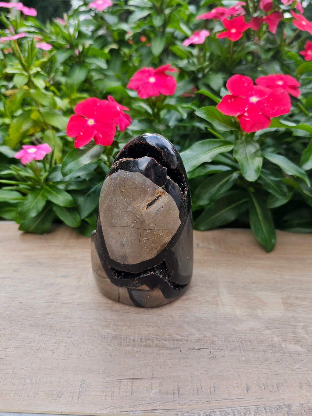 Septarian Dragon Egg - Natural Polished Stone 5" Tall