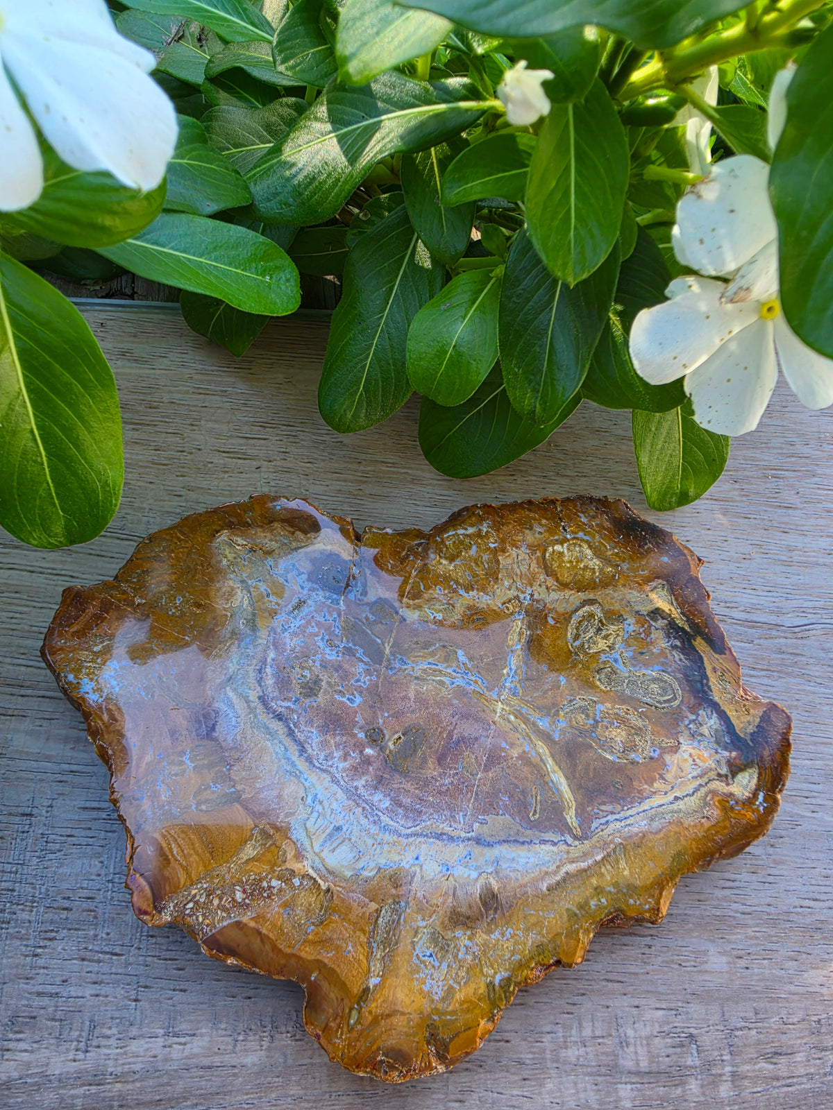 Petrified Wood Crystal Slab