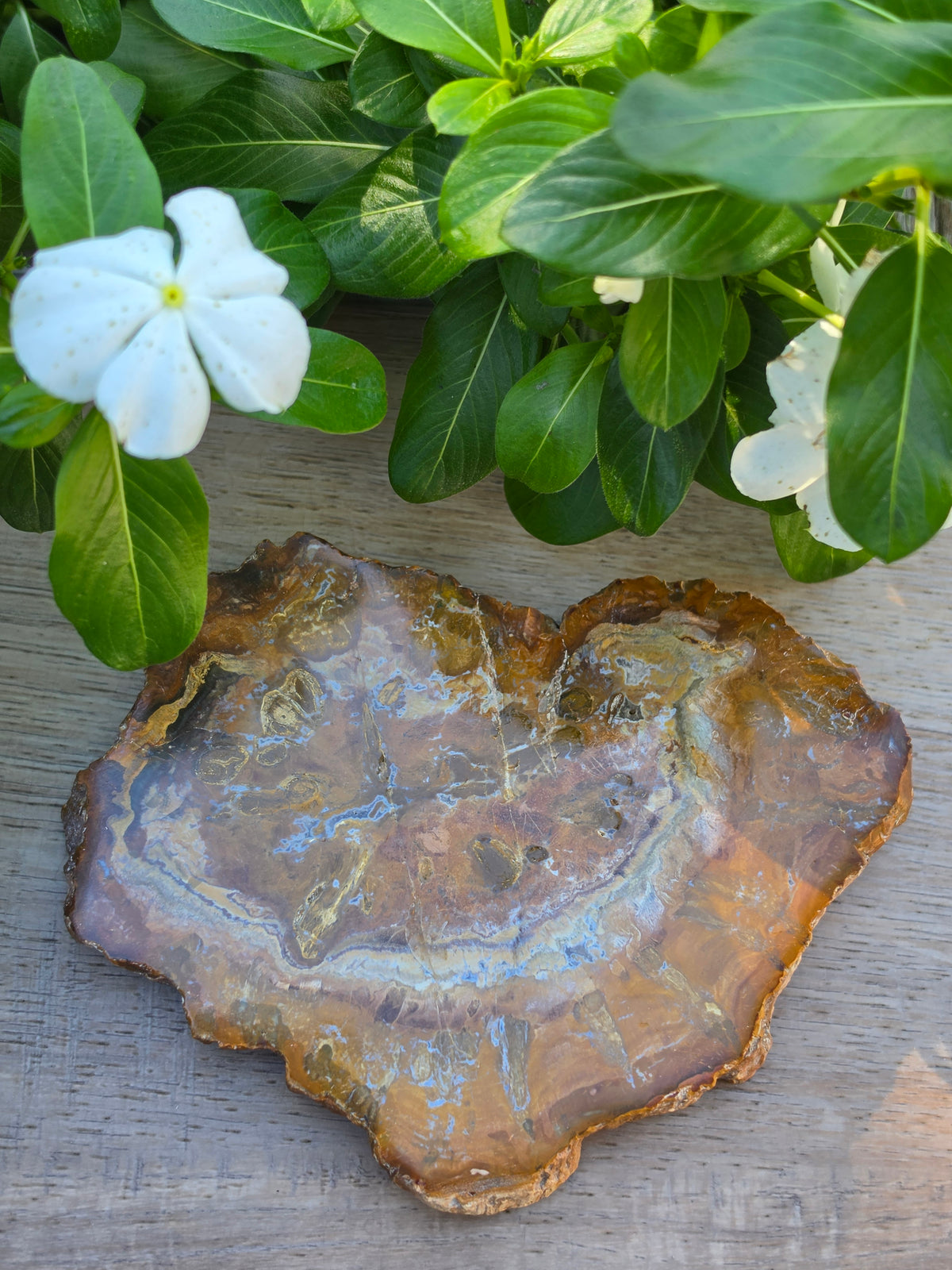 Petrified Wood Crystal Slab
