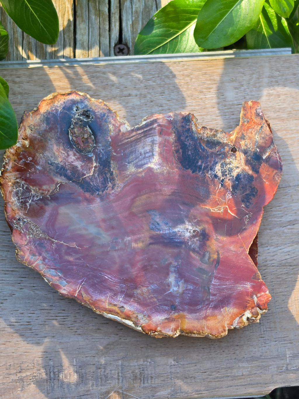Petrified Wood Crystal Slab – Approx. 5.5" × 4.5"