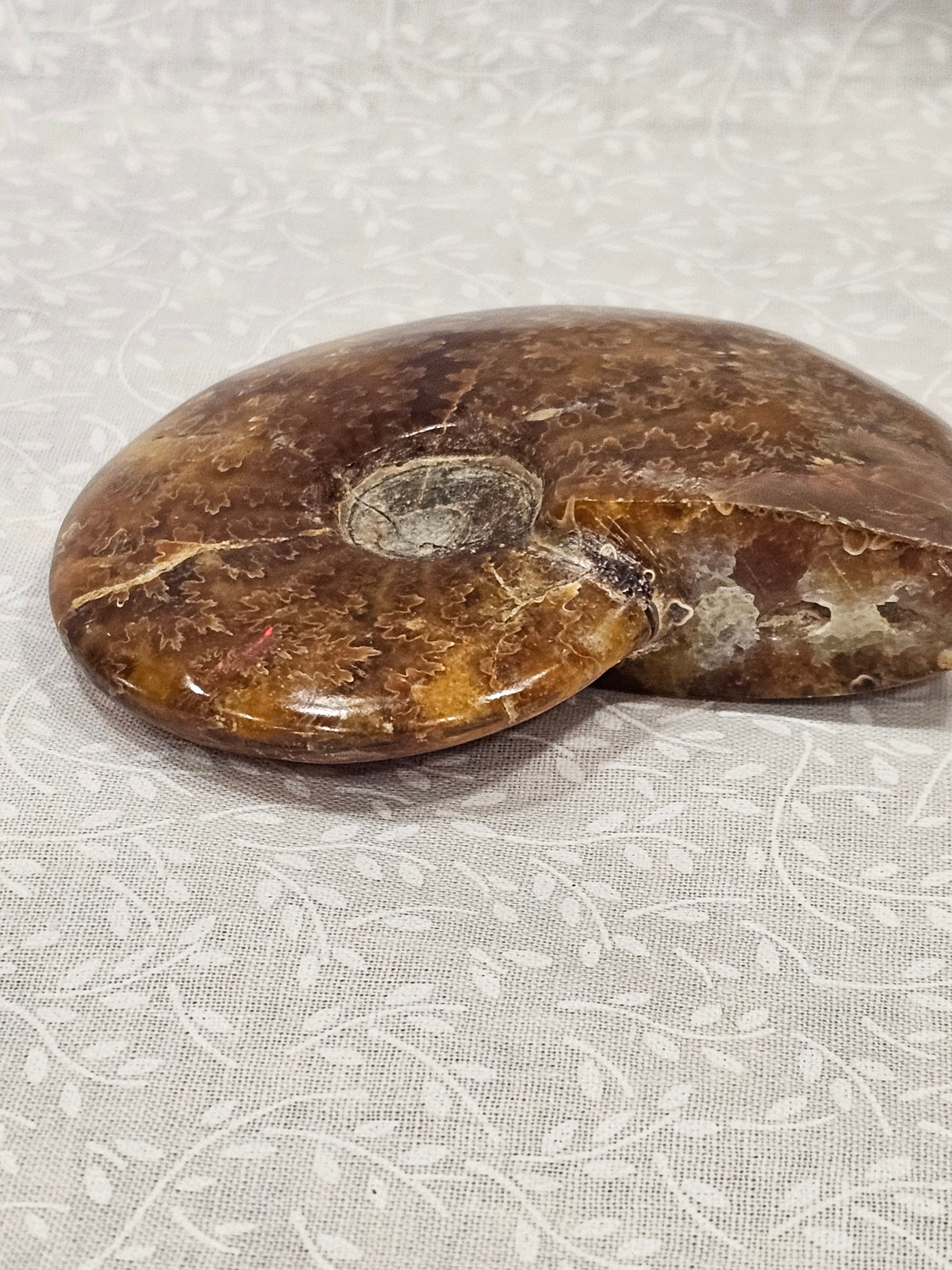 Ammonite