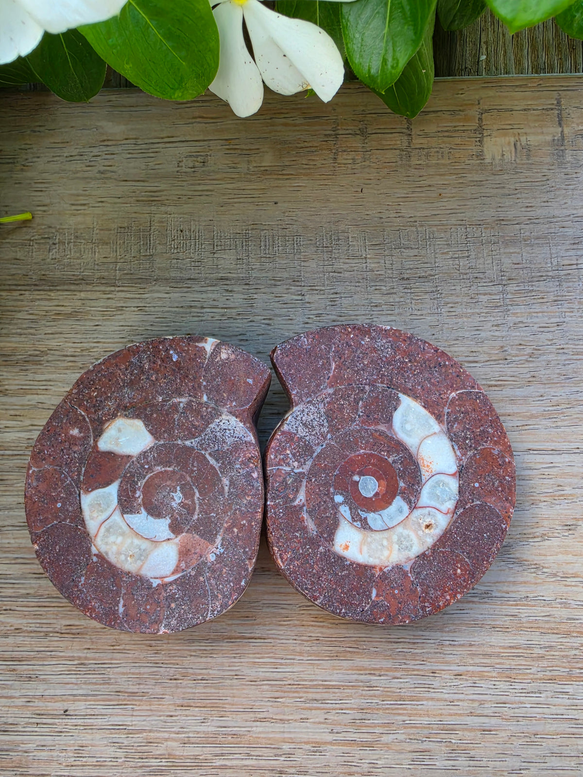 Ammonite Fossil, Approximately 2.5" Tall x 2" Wide